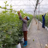Thúc đẩy sản xuất nông nghiệp theo chuỗi giá trị