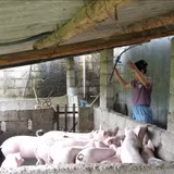 Nguồn vốn ưu đãi tiếp sức nông dân vùng cao phát triển sản xuất