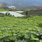Làm giàu từ nông sản đặc hữu, công nghệ cao