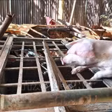 Trao 'cần câu' giúp phụ nữ thiểu số thoát nghèo