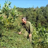 Phát triển kinh tế lâm nghiệp gắn với bảo vệ tài nguyên rừng