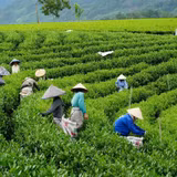 Nâng giá trị sản phẩm OCOP từ lợi thế nông nghiệp và du lịch