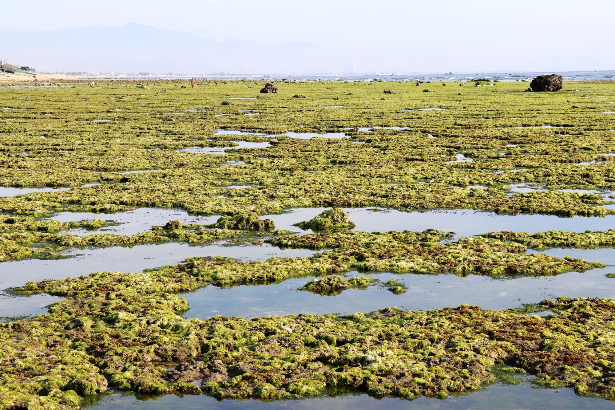 potal-ve-dep-canh-dong-rong-bien-o-ninh-thuan-7886966.jpg