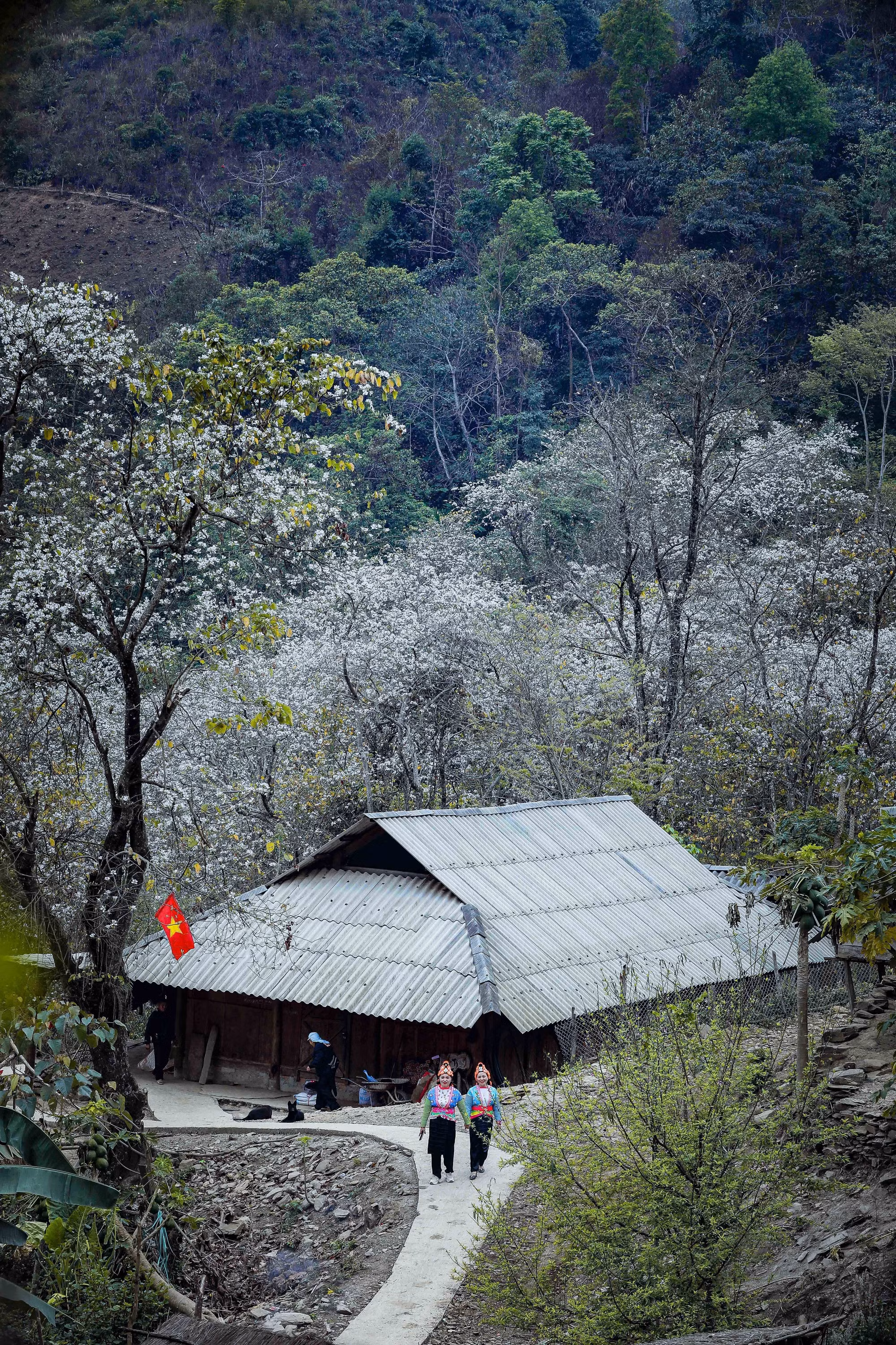 cp1-potal-dien-bien-ngo-ngang-rung-hoa-ban-co-thu-dep-nhu-co-tich-o-nam-cum-7904834.jpg