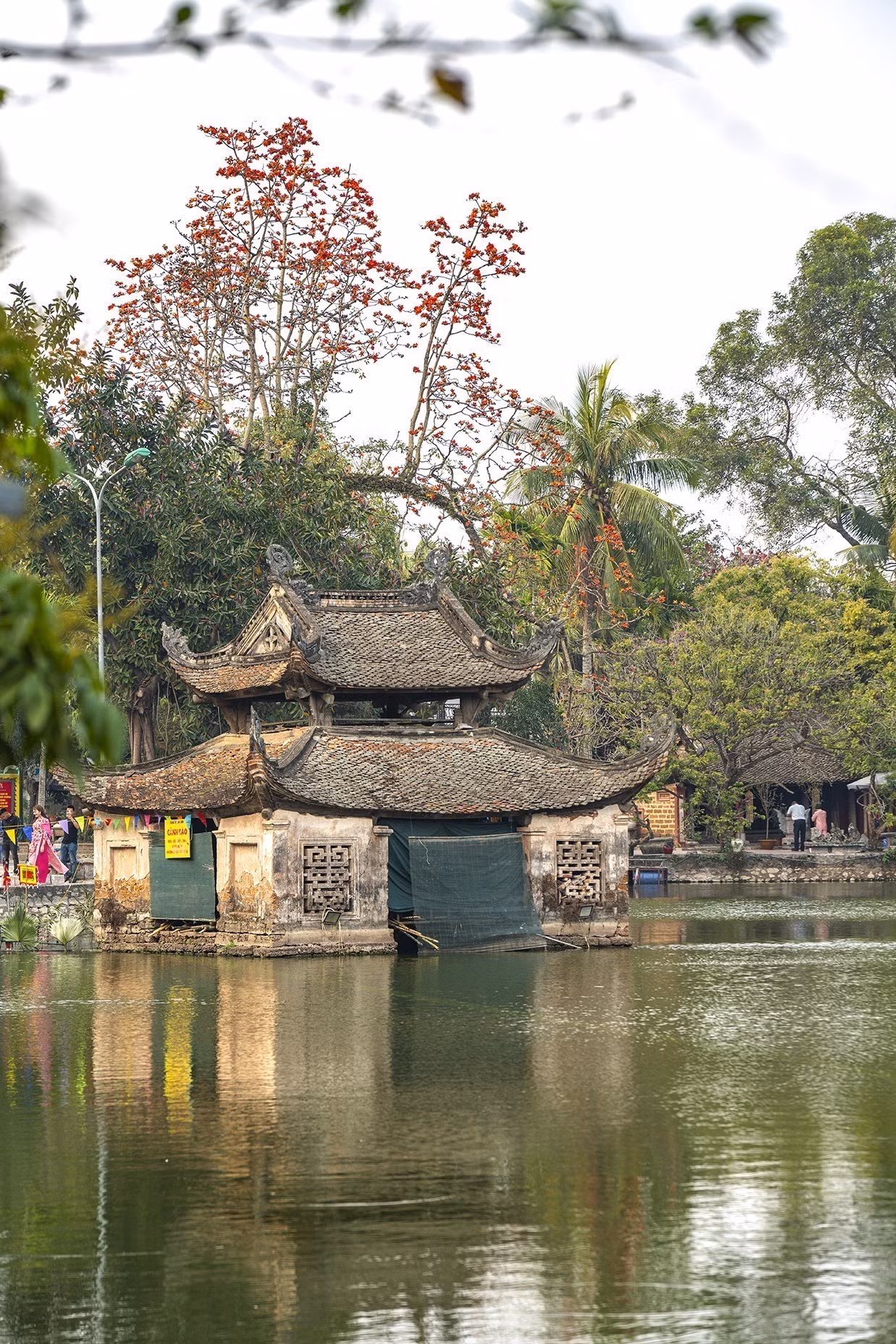 potal-do-ruc-troi-mua-hoa-gao-thang-ba-7935903.jpg