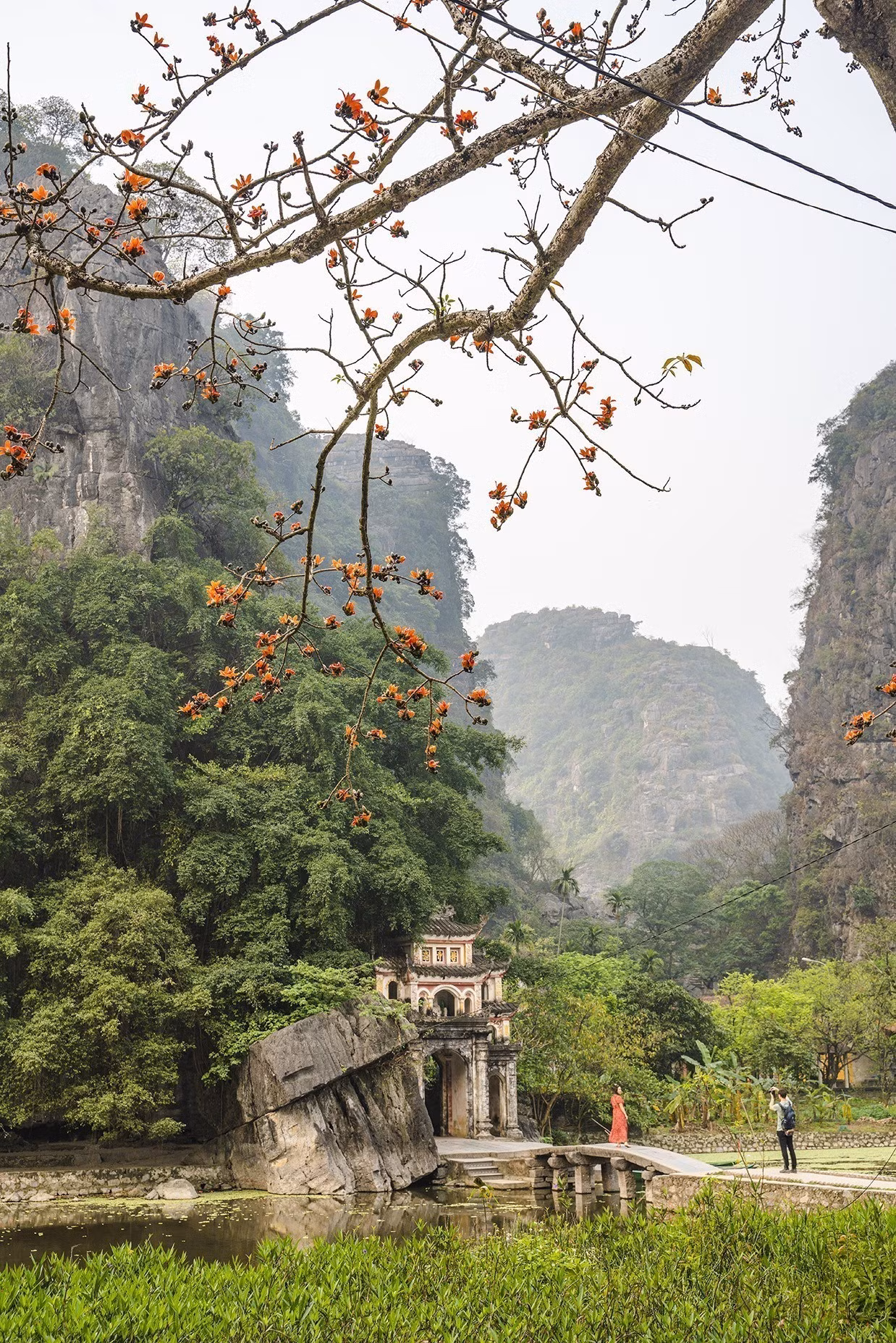 potal-do-ruc-troi-mua-hoa-gao-thang-ba-7935913.jpg