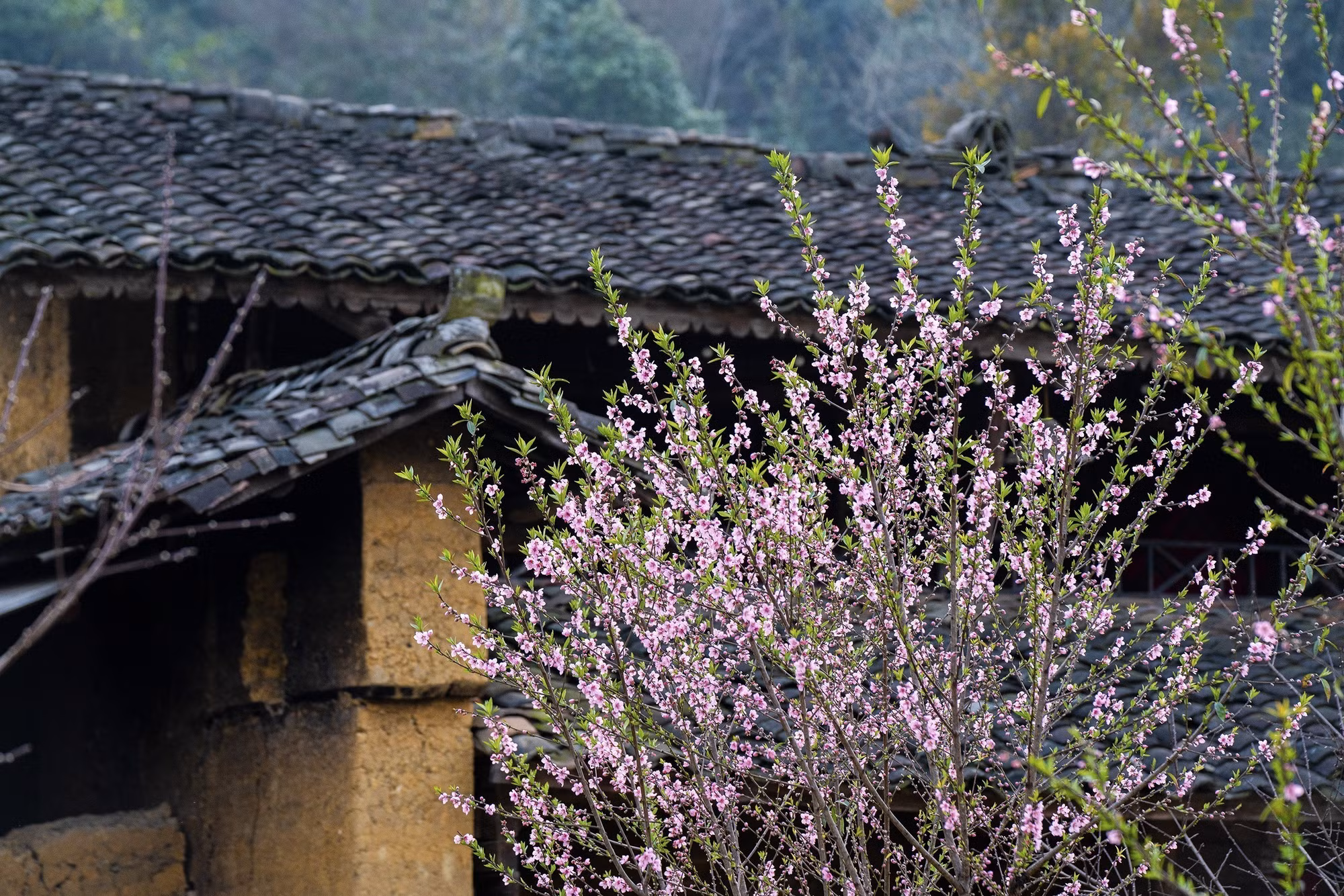 potal-du-xuan-tren-cao-nguyen-da-dong-van-7867441.jpg