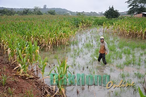 Mưa lũ gây ngập úng gần 300 ha cây trồng tại Đắk Nông ảnh 1