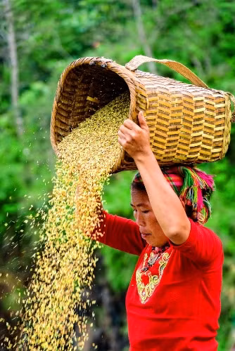 Bộ phóng sự ảnh “Y Tý 4 mùa” đoạt giải thưởng Heritage đợt 5 ảnh 2