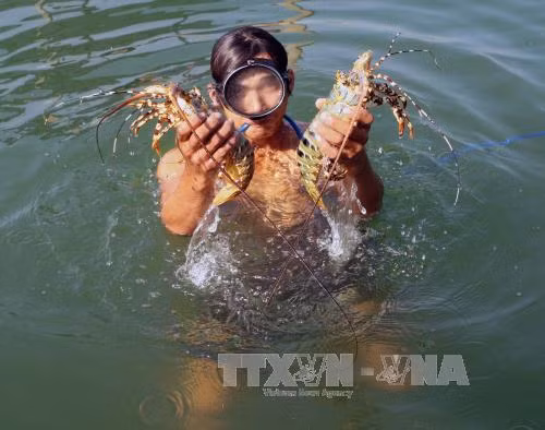 Tôm hùm chết hàng loạt do nước lũ đổ về ảnh 1