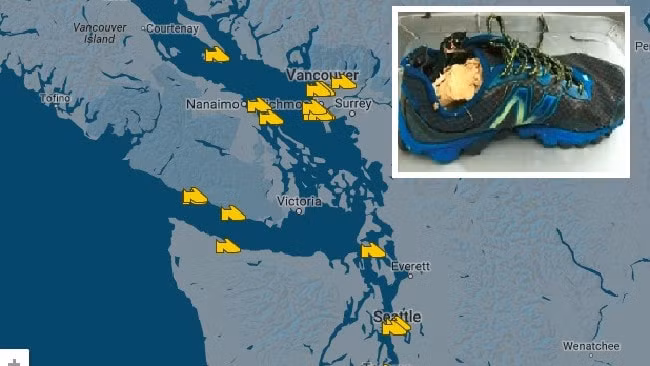 Giải mã bí ẩn 14 chiếc chân người trôi dạt vào bờ biển Canada ảnh 1