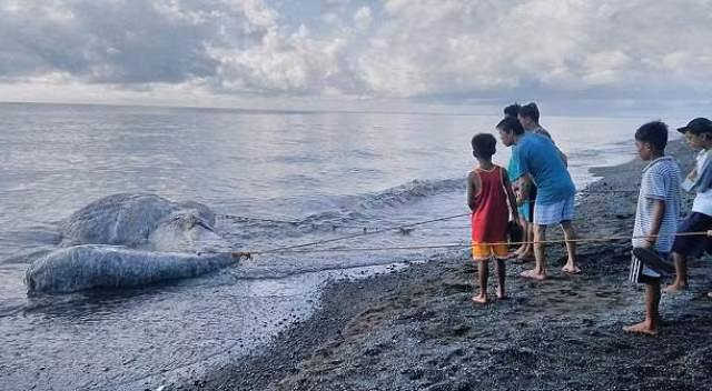 Người dân hoang mang với xác sinh vật kỳ dị chưa từng thấy dạt vào bờ biển Philippines ảnh 1