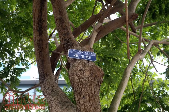 Những cây sưa trị giá hàng tỷ đồng trước ngày di dời làm ga ngầm ảnh 2