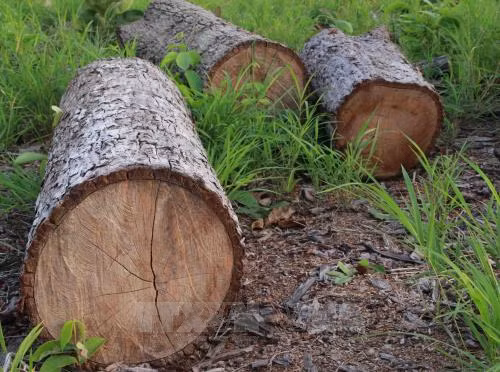 Vụ phá trắng gần 20ha rừng ở Đắk Lắk: Chủ rừng và bảo vệ rừng 'không hề hay biết' ảnh 1