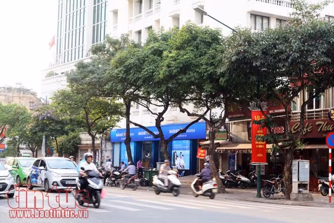 Những cây sưa trị giá hàng tỷ đồng trước ngày di dời làm ga ngầm ảnh 7