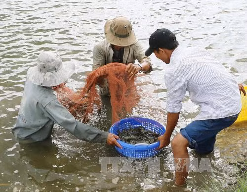 Giá tôm tại Sóc Trăng giảm xuống mức thấp nhất trong 2 năm ảnh 1