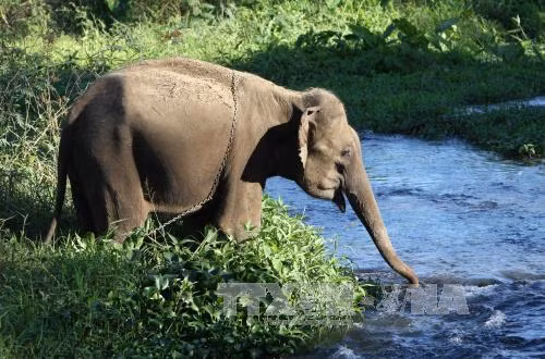 Bảo tồn voi ở Đắk Lắk vẫn còn nhiều thách thức ảnh 1