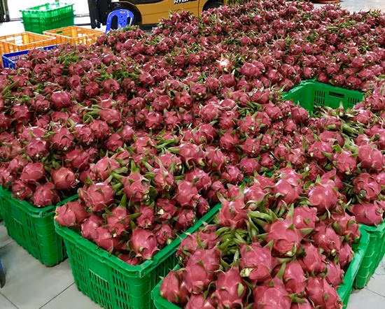 Thanh long, khoai lang Việt Nam ‘chiếm lĩnh’ hệ thống Big C Thái Lan ảnh 1