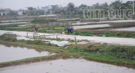 Xuống đồng này xuân ảnh 6