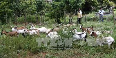 Tiền Giang phát triển mạnh mô hình nuôi dê ảnh 1