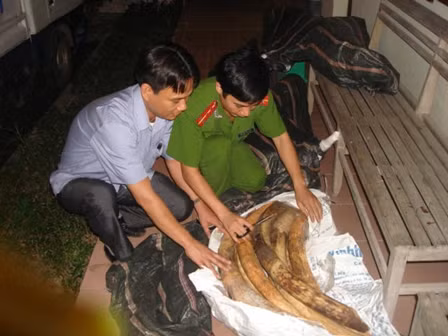 Quảng Ninh thu giữ 243,7 kg ngà voi vận chuyển trái phép ảnh 1