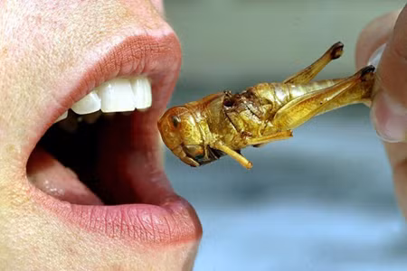 'Côn trùng nuôi sống thế giới' ảnh 1