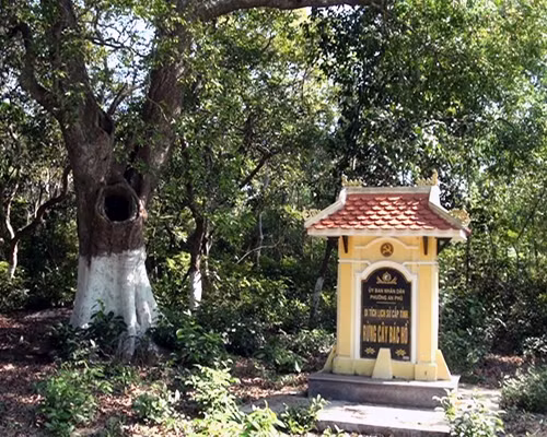 “Rừng cây Bác Hồ” trong lòng người Quảng Nam ảnh 1