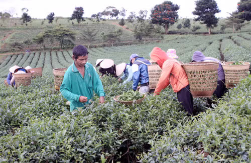 Rót vốn cho nông nghiệp công nghệ cao ảnh 1