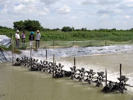 Nuôi tôm đúng quy trình để tránh thiệt hại ảnh 1