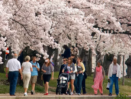 100 năm hoa anh đào Nhật Bản tại Washington D.C ảnh 5