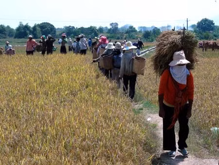 Đồng bào Raglai ở Ninh Thuận học làm lúa nước kiểu mới ảnh 1