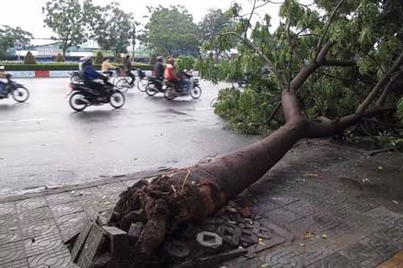 Hàng trăm cây xanh ở TPHCM bị bão tàn phá ảnh 5