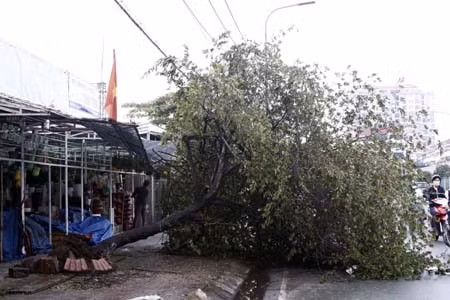 Hàng trăm cây xanh ở TPHCM bị bão tàn phá ảnh 6