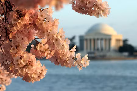 100 năm hoa anh đào Nhật Bản tại Washington D.C ảnh 3