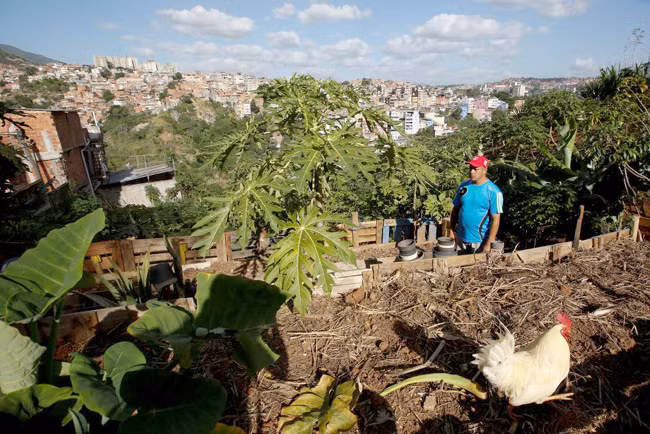 Mơn mởn chiến dịch làm nông thành thị tại Venezuela ảnh 1