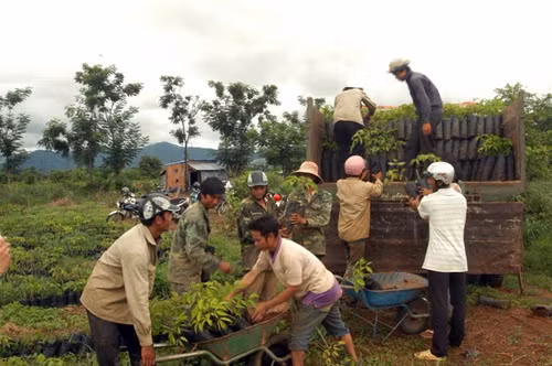 Tây Nguyên thiếu vốn trồng mới rừng ảnh 1