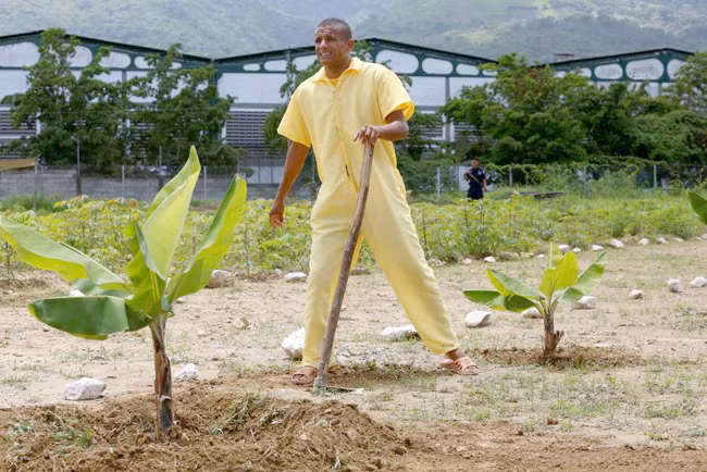 Mơn mởn chiến dịch làm nông thành thị tại Venezuela ảnh 7