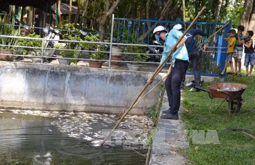 Đà Nẵng xác định nguyên nhân cá chết hàng loạt tại hồ Công viên 29/3 ảnh 2