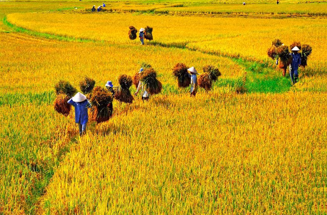 Mùa gặt ảnh 1
