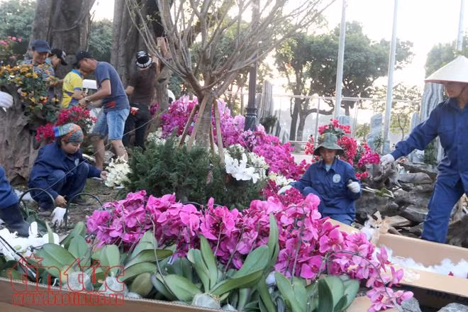 Tất bật chuẩn bị cho lễ hội hoa Anh đào trước giờ G ảnh 11