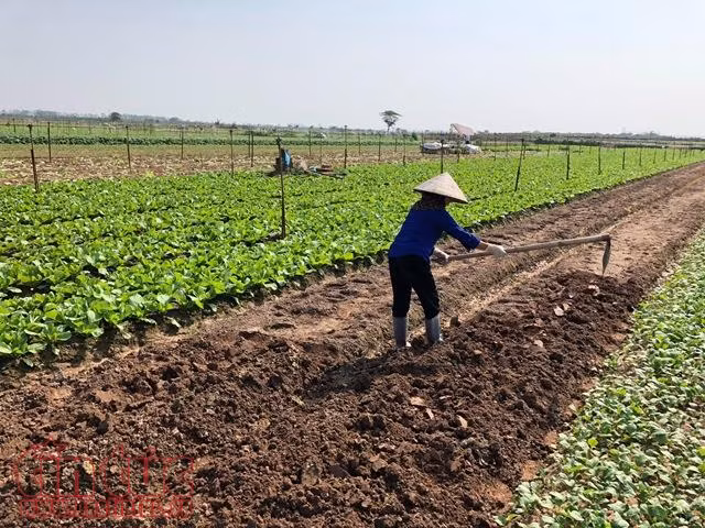 Củ cải trắng, nước mắt mặn trên cánh đồng Tráng Việt, Mê Linh ảnh 3