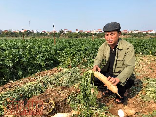 Củ cải trắng, nước mắt mặn trên cánh đồng Tráng Việt, Mê Linh ảnh 1