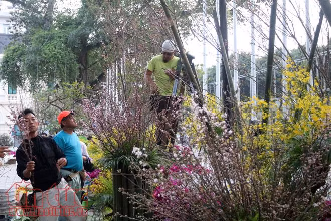 Tất bật chuẩn bị cho lễ hội hoa Anh đào trước giờ G ảnh 8