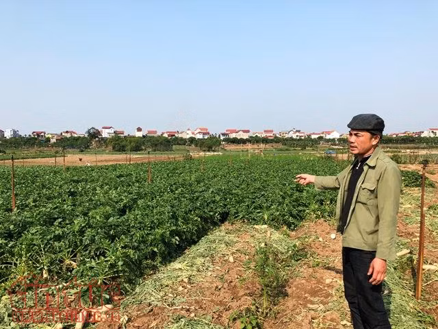 Cảnh báo sớm cung cầu thị trường rau, củ ảnh 1