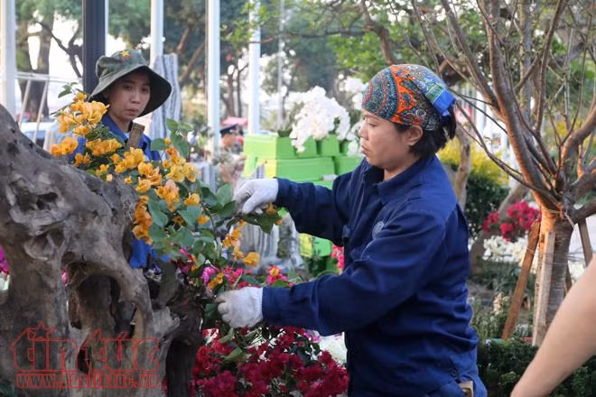 Tất bật chuẩn bị cho lễ hội hoa Anh đào trước giờ G ảnh 3
