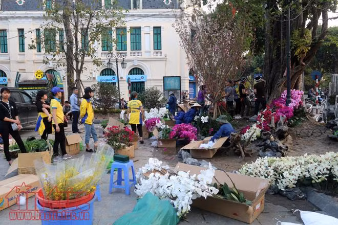 Tất bật chuẩn bị cho lễ hội hoa Anh đào trước giờ G ảnh 10