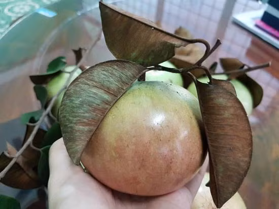 Tranh gạo, vú sữa Lò Rèn, dưa hấu Hắc Mỹ Nhân góp mặt tại tuần lễ nông sản Cần Thơ ảnh 2