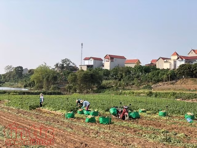 Mỏi mòn trông chờ giải pháp dài hơi cho củ cải Tráng Việt ảnh 2