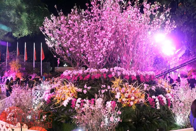 Hoa anh đào tươi rói khoe sắc tại Vườn hoa tượng đài Lý Thái Tổ ảnh 6