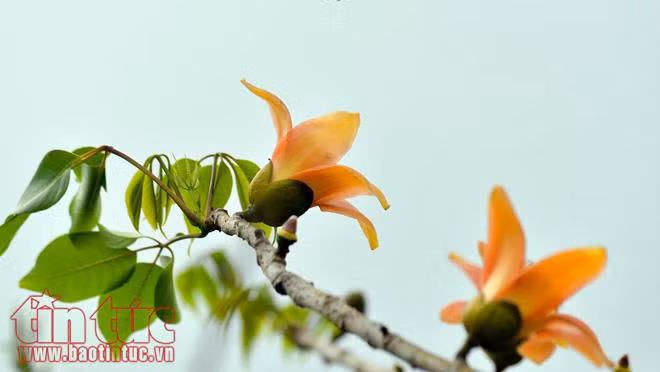Tháng ba, 'đốn tim' ta sắc hoa gạo đỏ ảnh 5